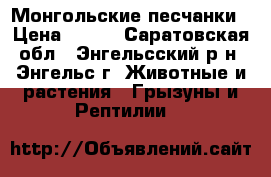 Монгольские песчанки › Цена ­ 100 - Саратовская обл., Энгельсский р-н, Энгельс г. Животные и растения » Грызуны и Рептилии   